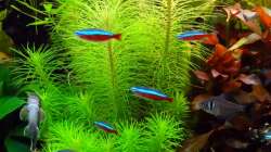 Rote-Neons und Phantom-Salmler