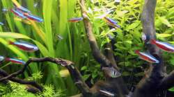 Wurzel und Bepflanzung