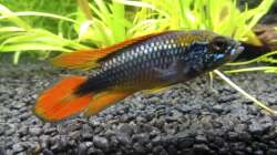 Mein Agassiz-Männchen