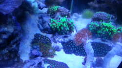 Aquarium 60 Liter Nanocube