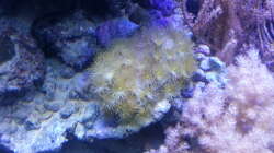 Aquarium 60 Liter Nanocube