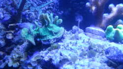 Aquarium 60 Liter Nanocube