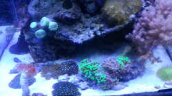 Aquarium 60 Liter Nanocube