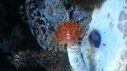 Aquarium 60 Liter Nanocube