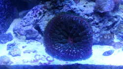 Aquarium 60 Liter Nanocube