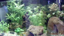 Aquarium Becken 2628