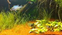 Besatz im Aquarium Südamerika