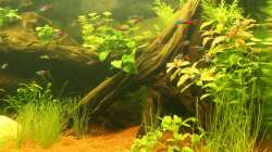 Aquarium Südamerika