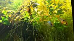 Besatz im Aquarium Südamerika