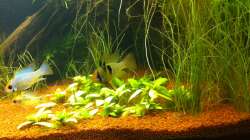 Besatz im Aquarium Südamerika