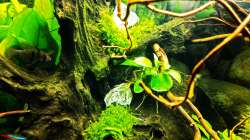 Eier in der Höhle auf der Wurzel 