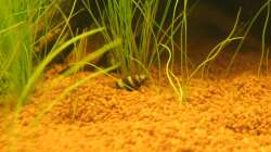 Besatz im Aquarium Südamerika