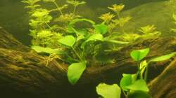 Pflanzen im Aquarium Südamerika