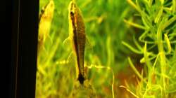 Besatz im Aquarium Südamerika