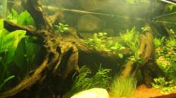 Aquarium Südamerika