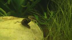 Besatz im Aquarium Südamerika