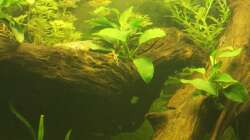 Aquarium Südamerika