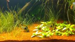 Besatz im Aquarium Südamerika