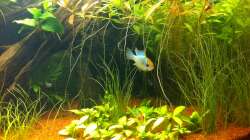 Besatz im Aquarium Südamerika