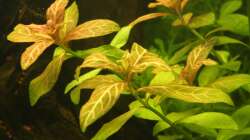 Pflanzen im Aquarium Südamerika