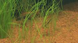 Besatz im Aquarium Südamerika