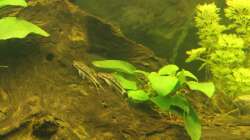 Besatz im Aquarium Südamerika