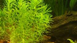 Pflanzen im Aquarium Südamerika