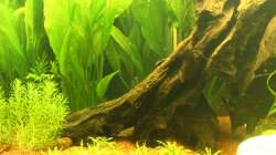 Aquarium Südamerika