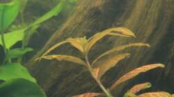 Pflanzen im Aquarium Südamerika