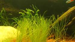 Pflanzen im Aquarium Südamerika