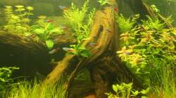 Aquarium Südamerika