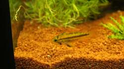 Besatz im Aquarium Südamerika