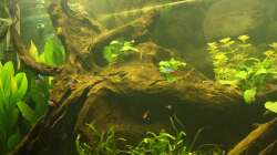 Aquarium Südamerika