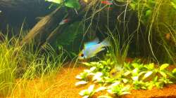 Besatz im Aquarium Südamerika