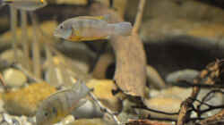 Benitochromis ufermanni Paar