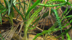 Pflanzen im Aquarium Cameroon beauties / Nur noch Beispiel /