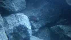 Aquarium Rocks for Variabilichromis