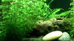 Dekoration im Aquarium Das kleine, Grüne