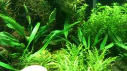 Dekoration im Aquarium Das kleine, Grüne