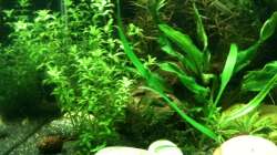 Dekoration im Aquarium Das kleine, Grüne