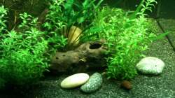 Dekoration im Aquarium Das kleine, Grüne