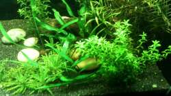 Dekoration im Aquarium Das kleine, Grüne