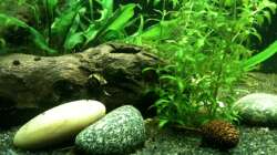 Dekoration im Aquarium Das kleine, Grüne