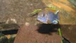 Labidochromis Hongi Männchen