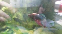 Besatz im Aquarium Kunterbuntes Kampffischbecken