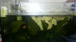 Aquarium Kunterbuntes Kampffischbecken