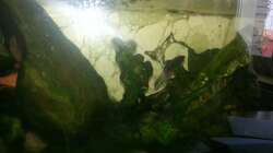 Aquarium Kunterbuntes Kampffischbecken