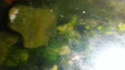 Aquarium Kunterbuntes Kampffischbecken