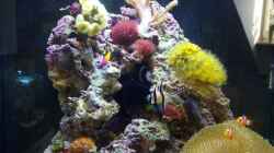 Besatz im Aquarium Sera Marin LED 130