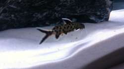 Besatz im Aquarium Malawi